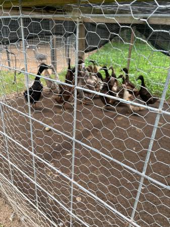 Ducks 1