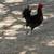 Roosters 8 thumbnail
