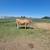 2 year old Jersey Heifer $1500 3 thumbnail