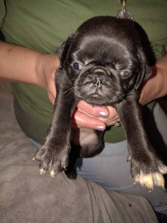 Pug puppy female CKC (Middleton)63625228756611121