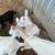 Nigerian Dwarf Doeling 4 thumbnail