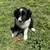 Border collie puppies 1 thumbnail