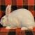 New Zealand Rabbits Rabbit 2 thumbnail