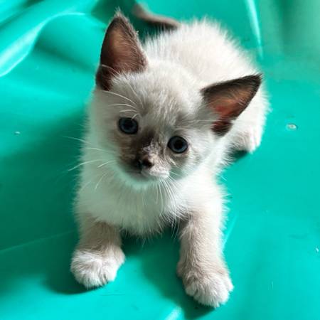Siamese cats 1