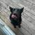 German shepherd pup 2 thumbnail