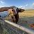 Bull prospect beefmaster 3 thumbnail