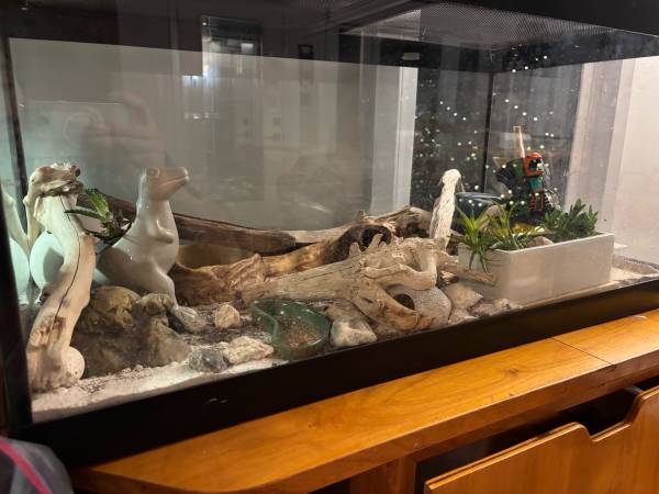 Leapord Gecko Setup 1