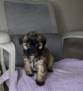 Adorable Shihpoo Puppies! (hercules, pinole, san pablo, el sob)64190988579073121
