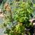 Trident Maple -Tree or Bonsai 7 thumbnail