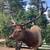 Elk Mount 3 thumbnail