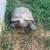 Help Save Our State Reptile and adopt a Desert Tortoise (No Fee) 2 thumbnail