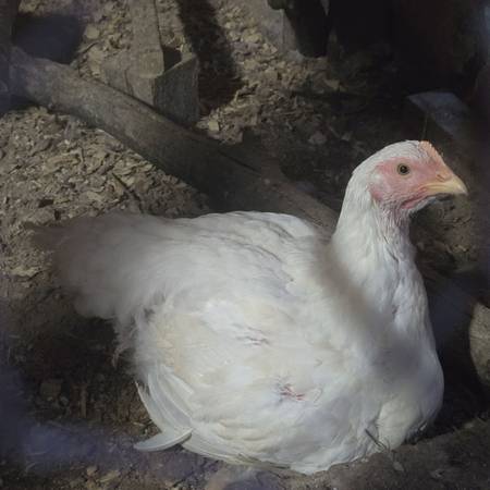 Live cornish chickens 1