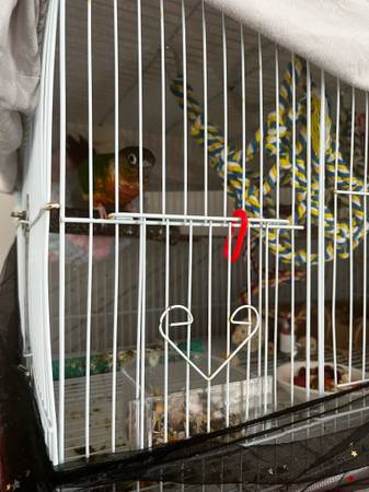 Conure (Hollywood)63685533026561122