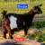 Miniature Silky Fainting Goats 6 thumbnail