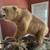 Russian Brown Bear Mount 5 thumbnail