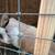 Tennessee Fainting Female Goat 14 thumbnail