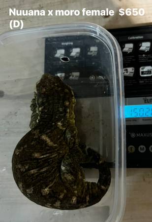 Leachianus giant gecko (Chicago)63961118222210123
