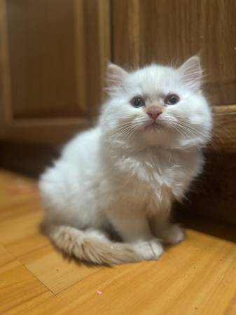 Beautiful Kittens (mountain view)64685304339075122