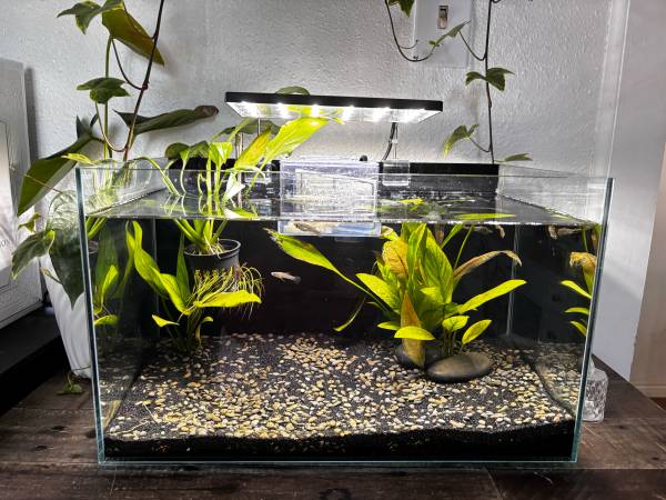 Fishtank for sale! (Denver)63921243281027120