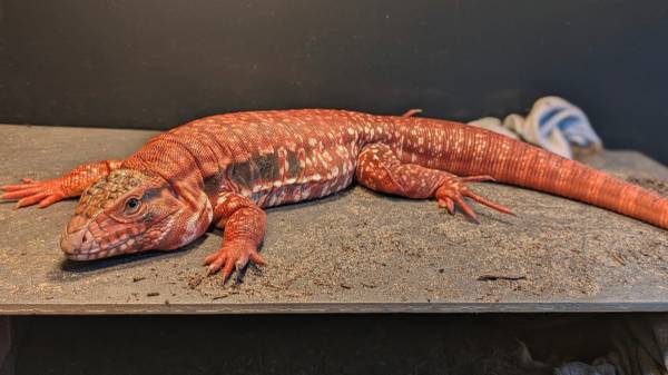 Tegu464786981305067521