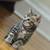 Kittens. 2 thumbnail