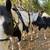 Horse training/lessons, youngster starting 8 thumbnail