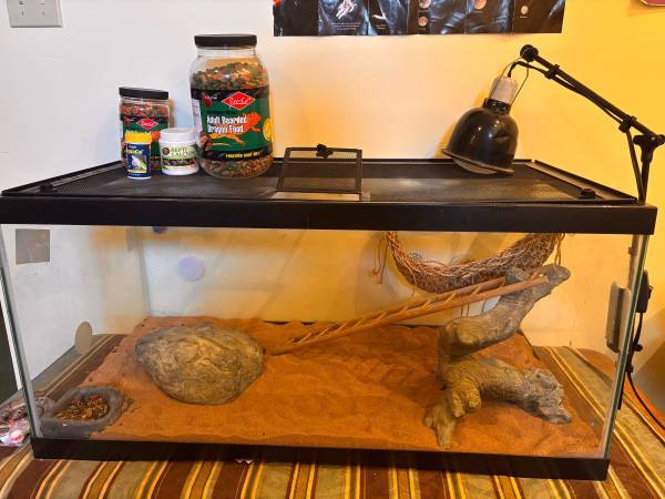 Bearded dragon full set up - $180 (Lynden) 1