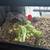 Tortoise 1 thumbnail