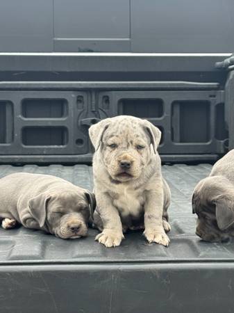Rehoming My Puppies (Los Ángeles)63953954395138124