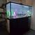 75 Gallon Tank 3 thumbnail
