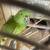 Yellow naped Amazon looking for a new home 2 thumbnail