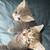 Kittens for sale 5 thumbnail