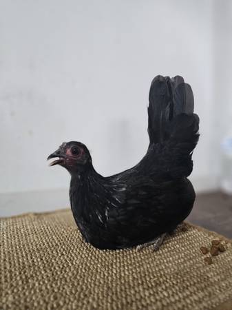 black japanese bantam (Dinuba)63873028043523123