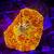 Jawbreaker mushroom coral frag 2 thumbnail
