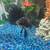 LARGE FISH 6 thumbnail