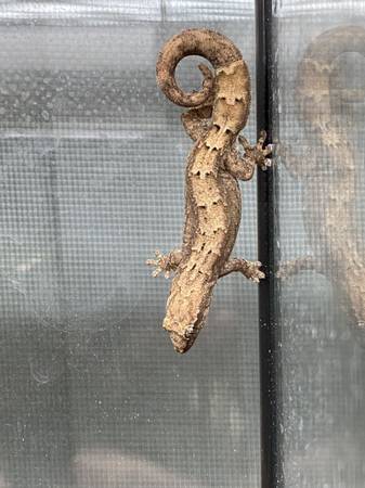Reubicación de geckos llorones (Sanbornville)63656365188355120