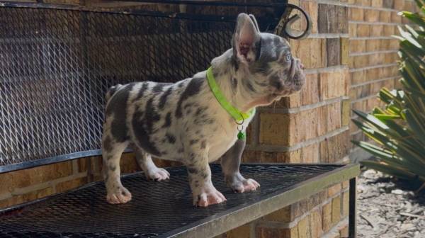 Frenchie 1