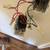 Painting 15% Off/Pop Corn Removal/Kitchen Cabinet Painting/Handyman 18 thumbnail