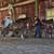 Appaloosa gelding 2 thumbnail