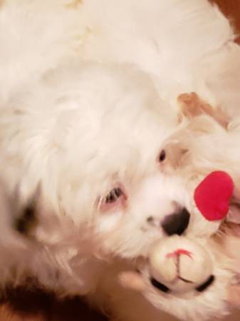 Cachorro macho mezcla Shihtzu (Dothan Al)63871470061185122