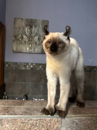 Highland Lynx63882942613377120
