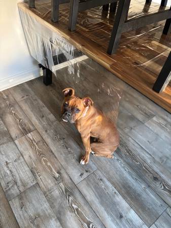 6 month old boxer (Lemon grove)63955993383554121