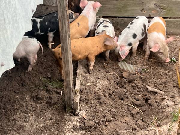 Pigs 1