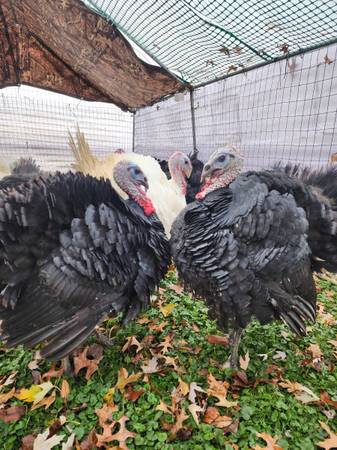 Farm fresh pasture raised turkey 1