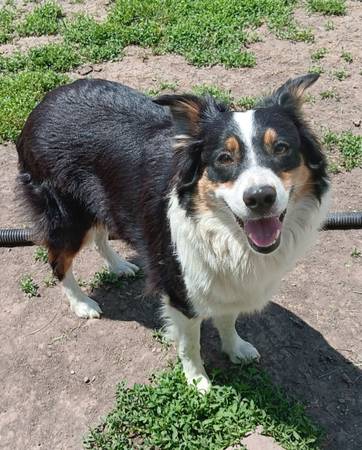 Free to good home female aussie (Canton)
