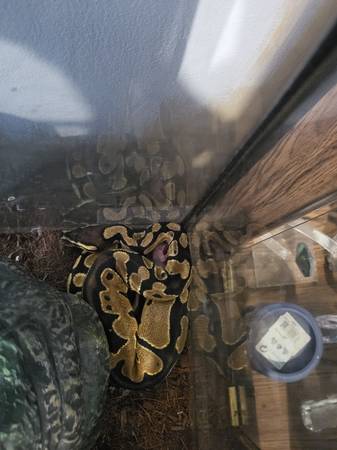 Python (Perham)63970774536706121