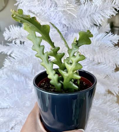 Fishbone Cactus: Epiphyllum Anguliger | Rare Houseplant 1