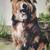 "The Loyal Companion" Watercolor Painting by Pat Brahs 2 thumbnail