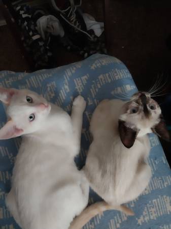 Sibling kittens (Hermitage)63979870173699121