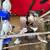 Pigeons 12 thumbnail